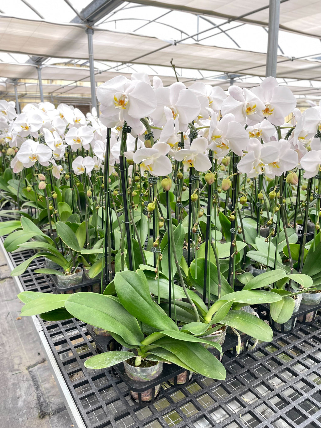 Orchid 'White Phalaenopsis' | | Wiccan Center
