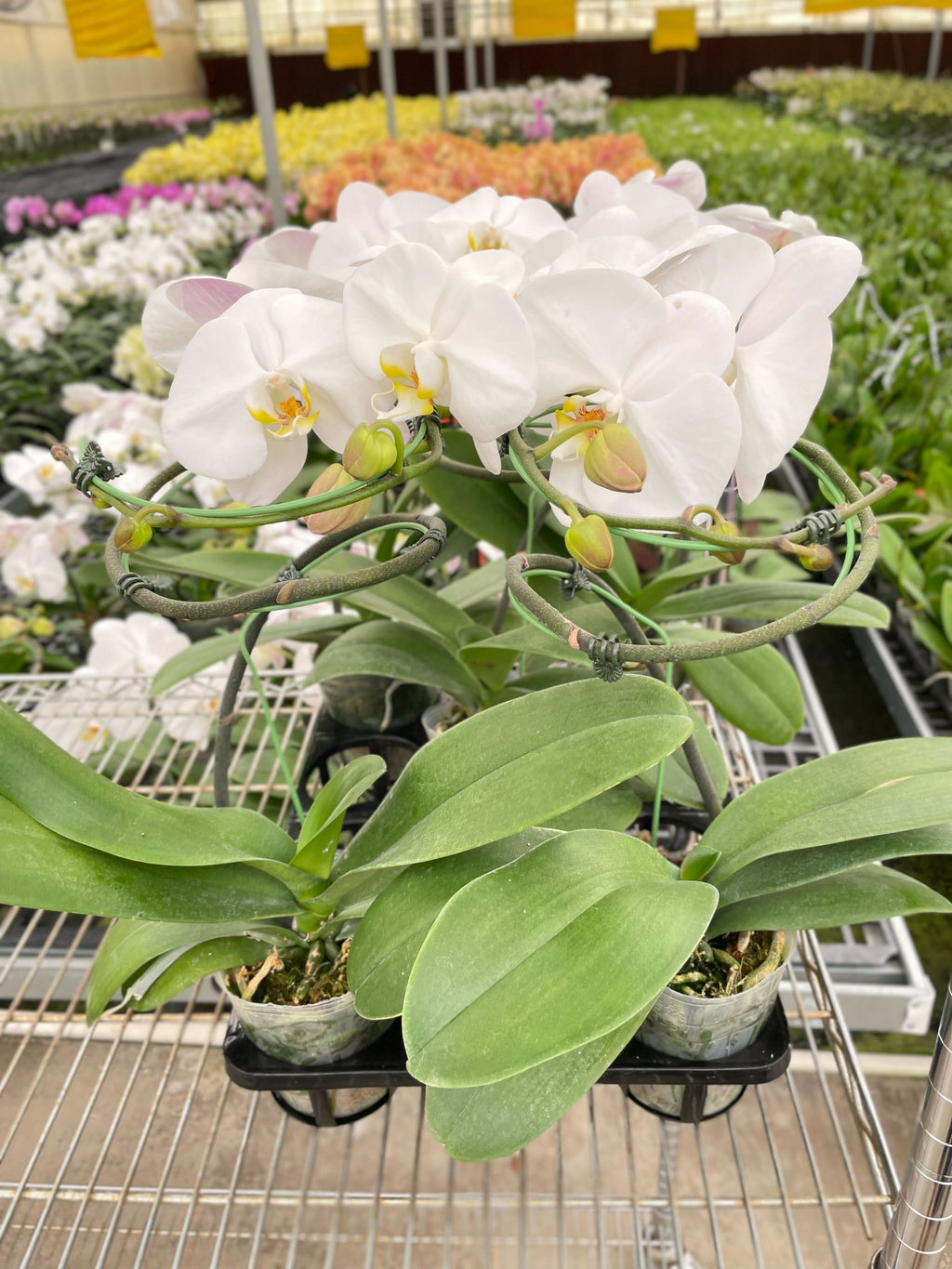 Orchid 'White Phalaenopsis' | | Wiccan Center