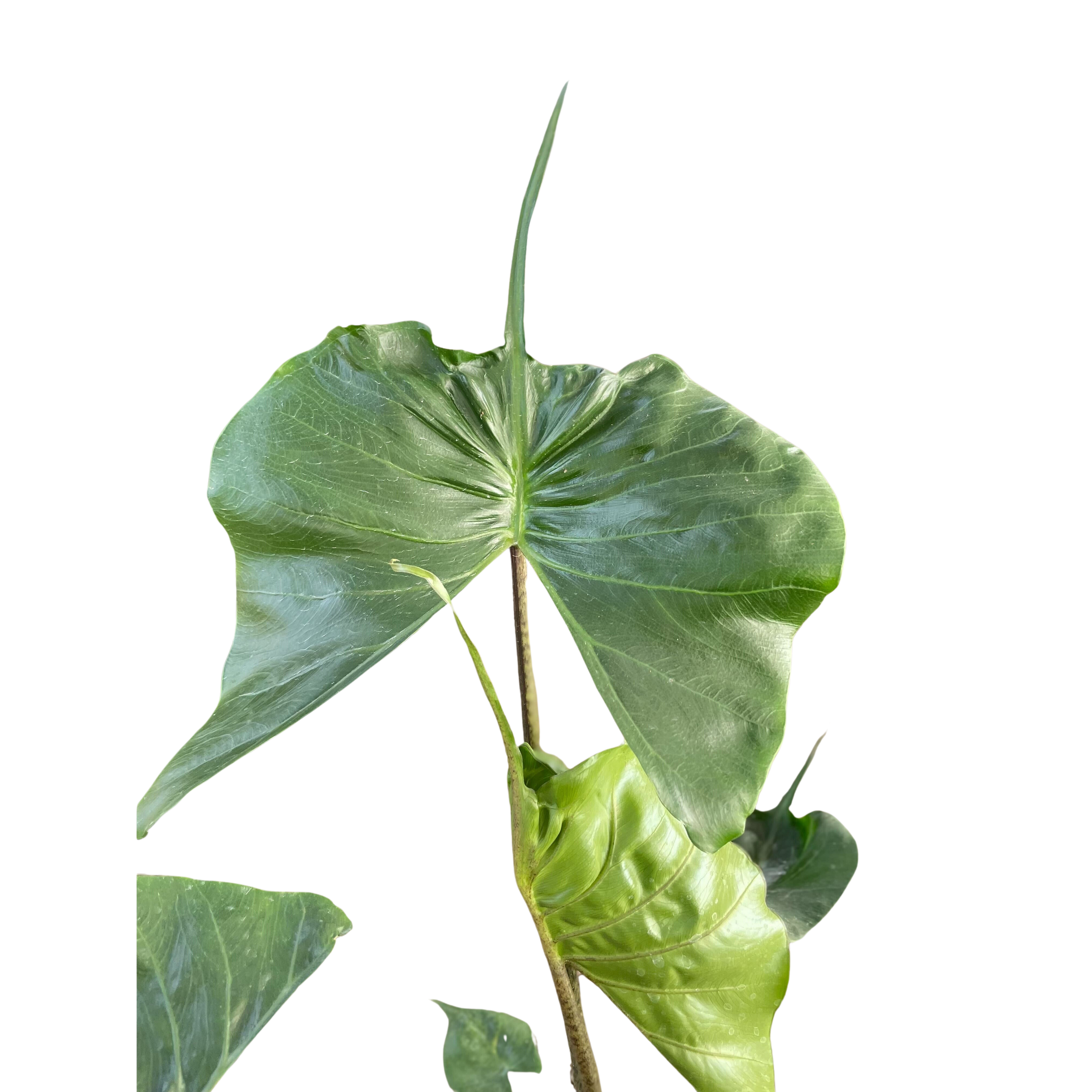 Alocasia Stingray | Unique Elephant Ear Plant | House Plant Shop | | Wiccan Center