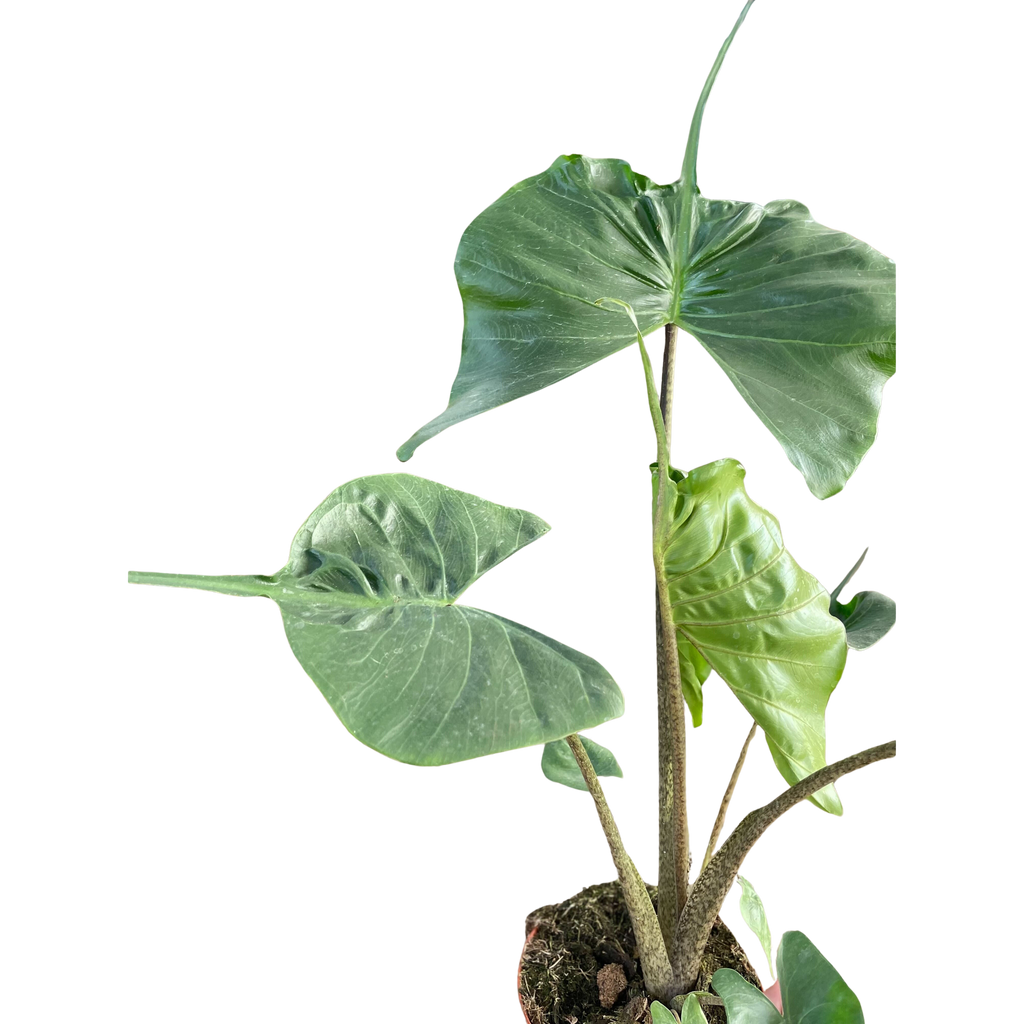 Alocasia Stingray | Unique Elephant Ear Plant | House Plant Shop | | Wiccan Center