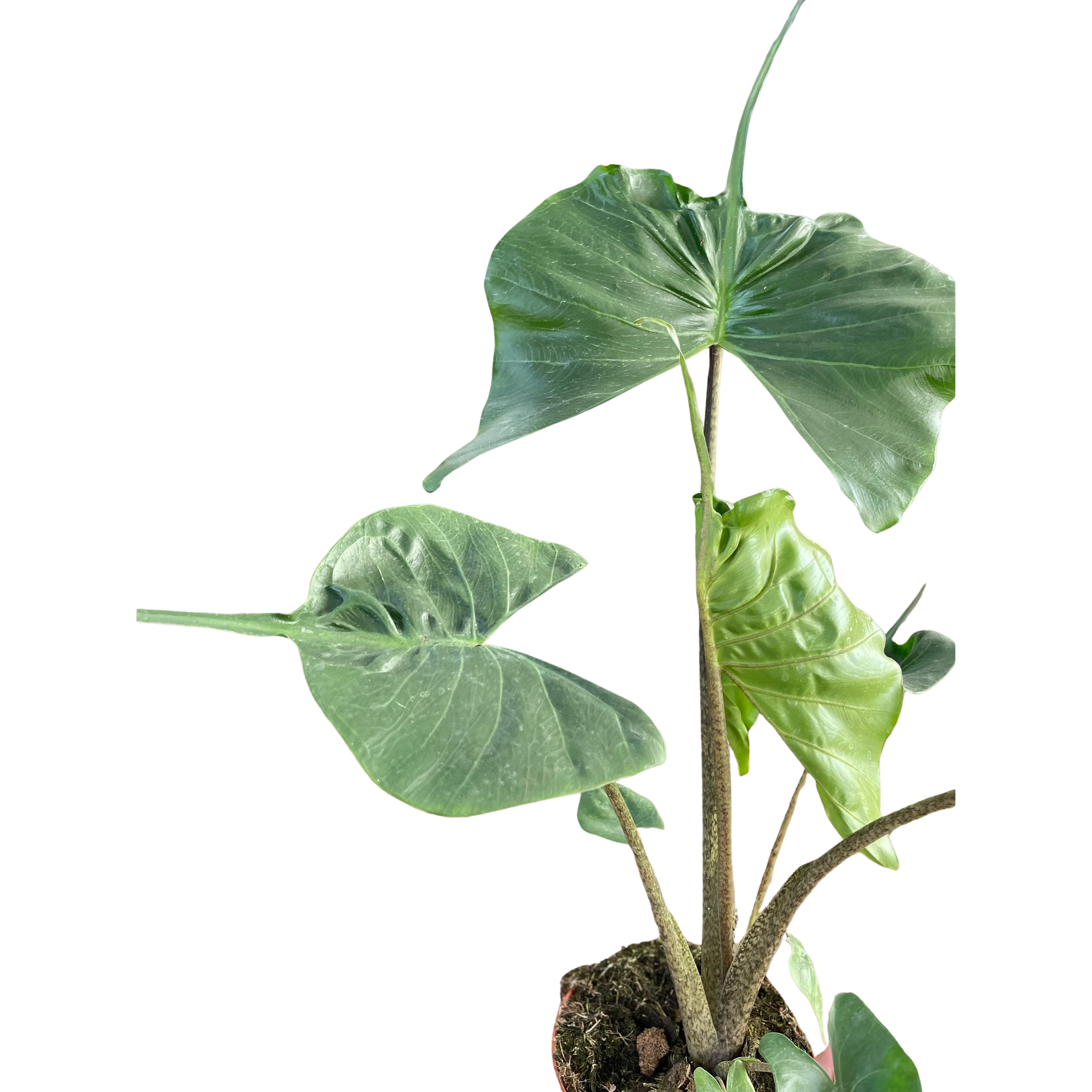 Alocasia Stingray | Unique Elephant Ear Plant | House Plant Shop | | Wiccan Center