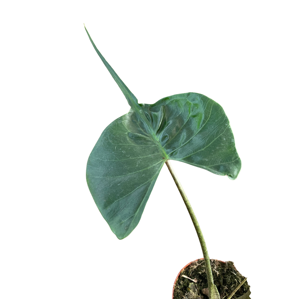 Alocasia Stingray | Unique Elephant Ear Plant | House Plant Shop | | Wiccan Center