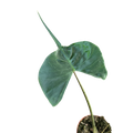 Alocasia Stingray | Unique Elephant Ear Plant | House Plant Shop | | Wiccan Center