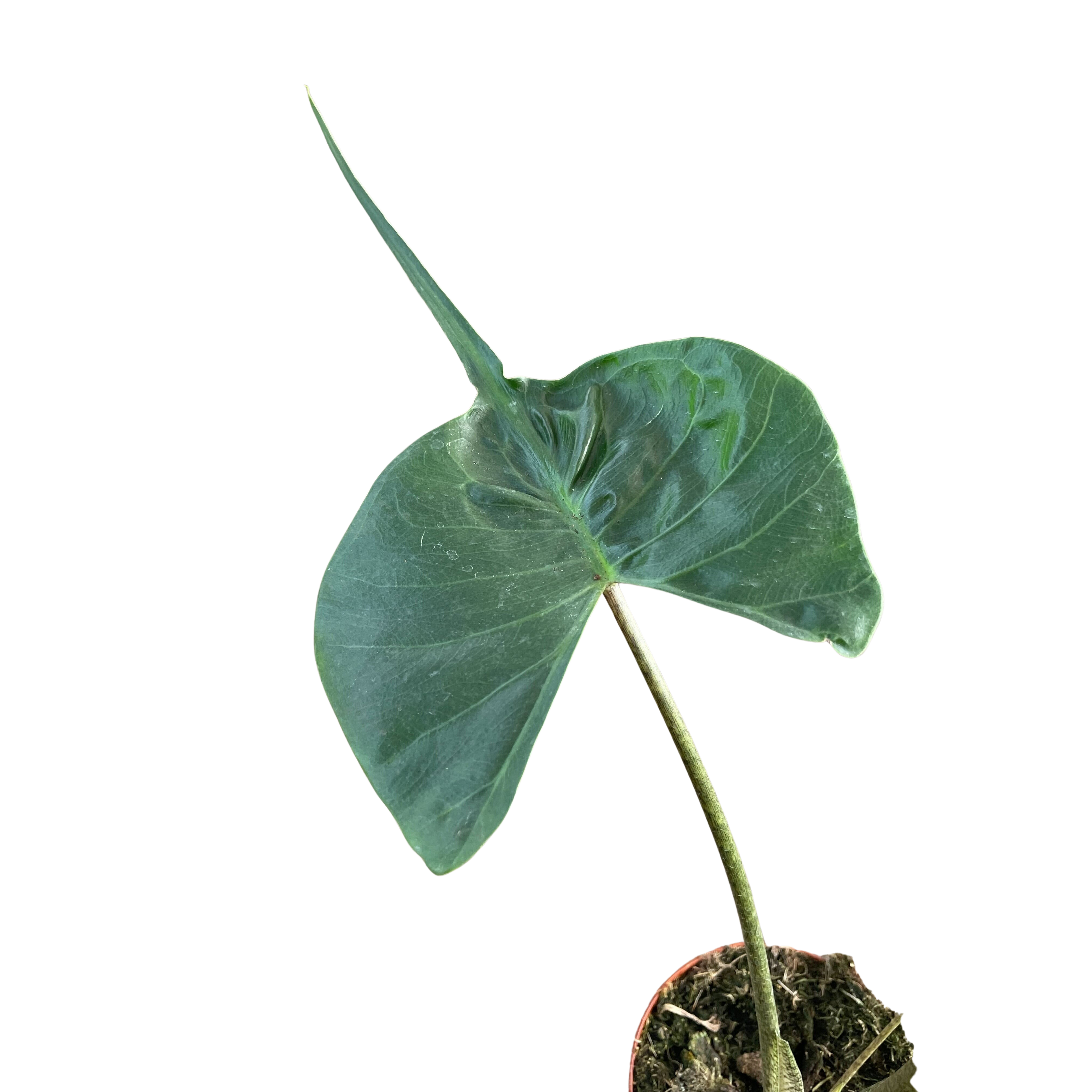 Alocasia Stingray | Unique Elephant Ear Plant | House Plant Shop | | Wiccan Center