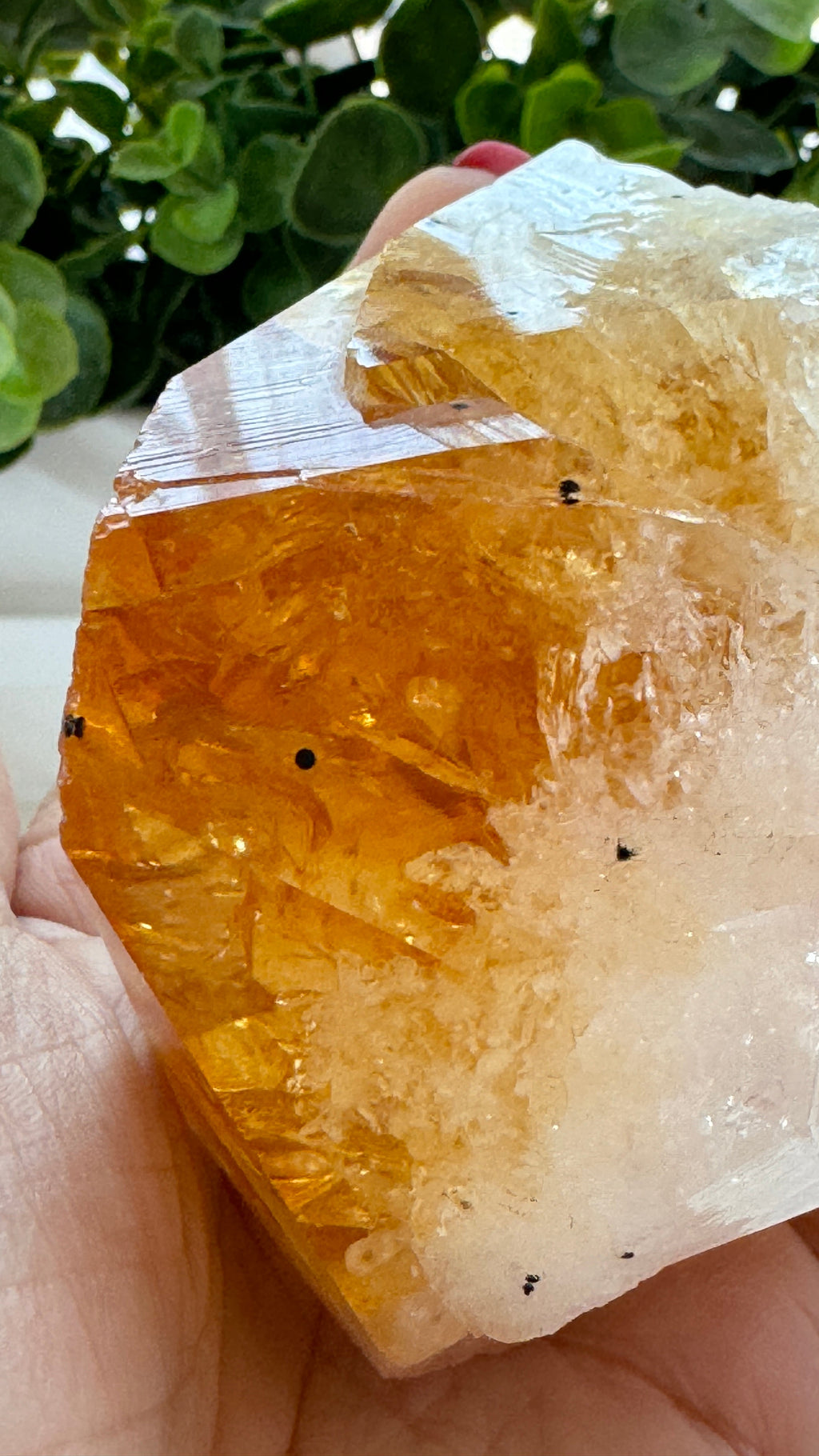4" Citrine Specimen Point with Free Wood Stand