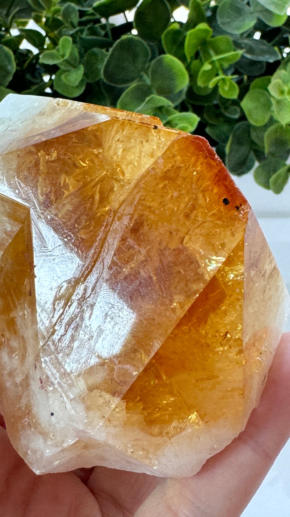 4" Citrine Specimen Point with Free Wood Stand