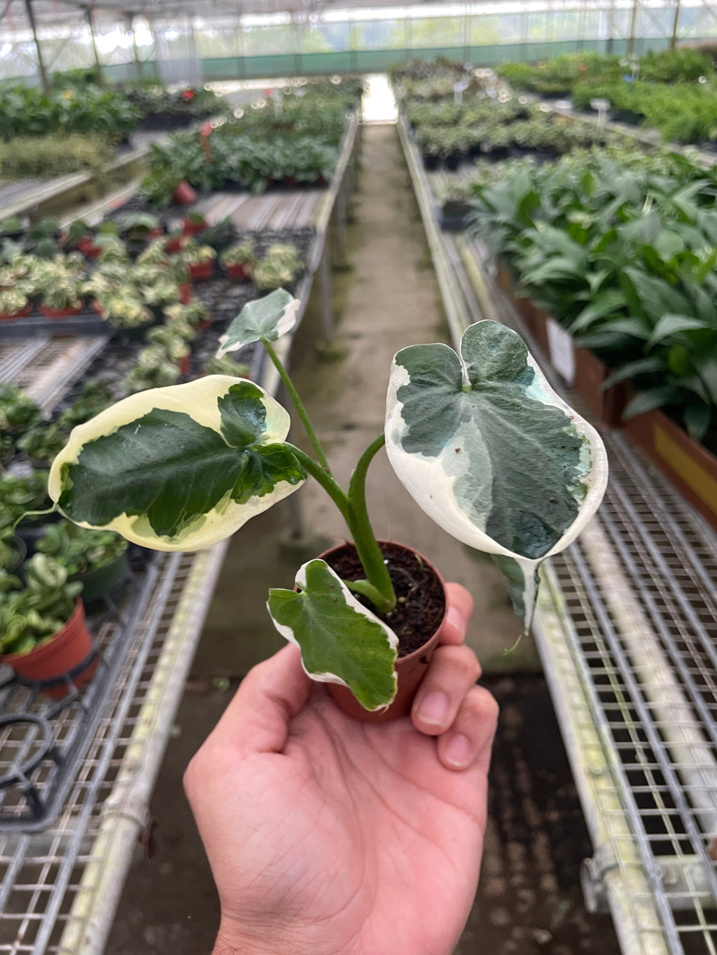 Alocasia 'Mickey Mouse' (Xanthosoma sagittifolium 'Variegatum Monstrosum') | Indoor Plants | Wiccan Center