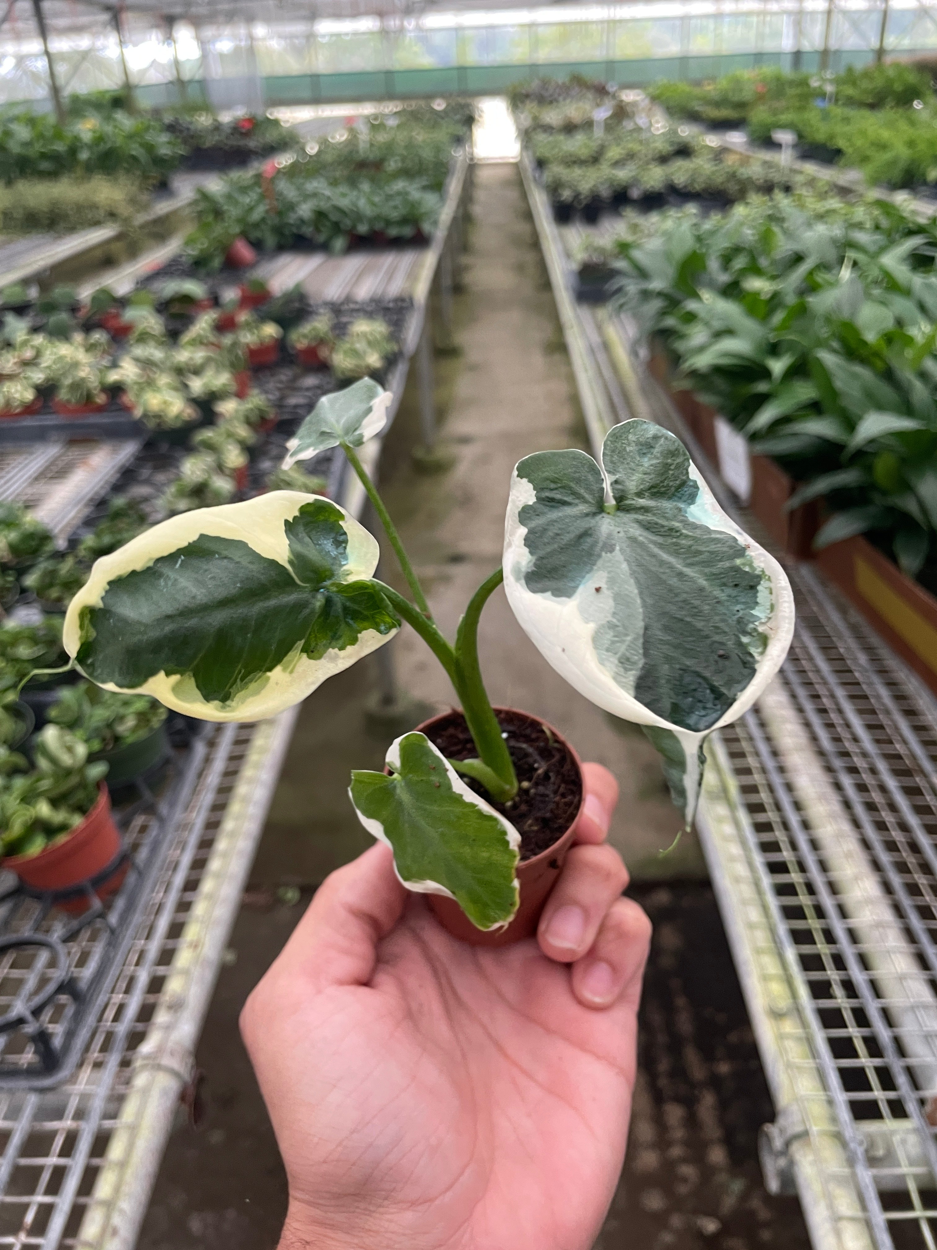 Alocasia 'Mickey Mouse' (Xanthosoma sagittifolium 'Variegatum Monstrosum') | Indoor Plants | Wiccan Center