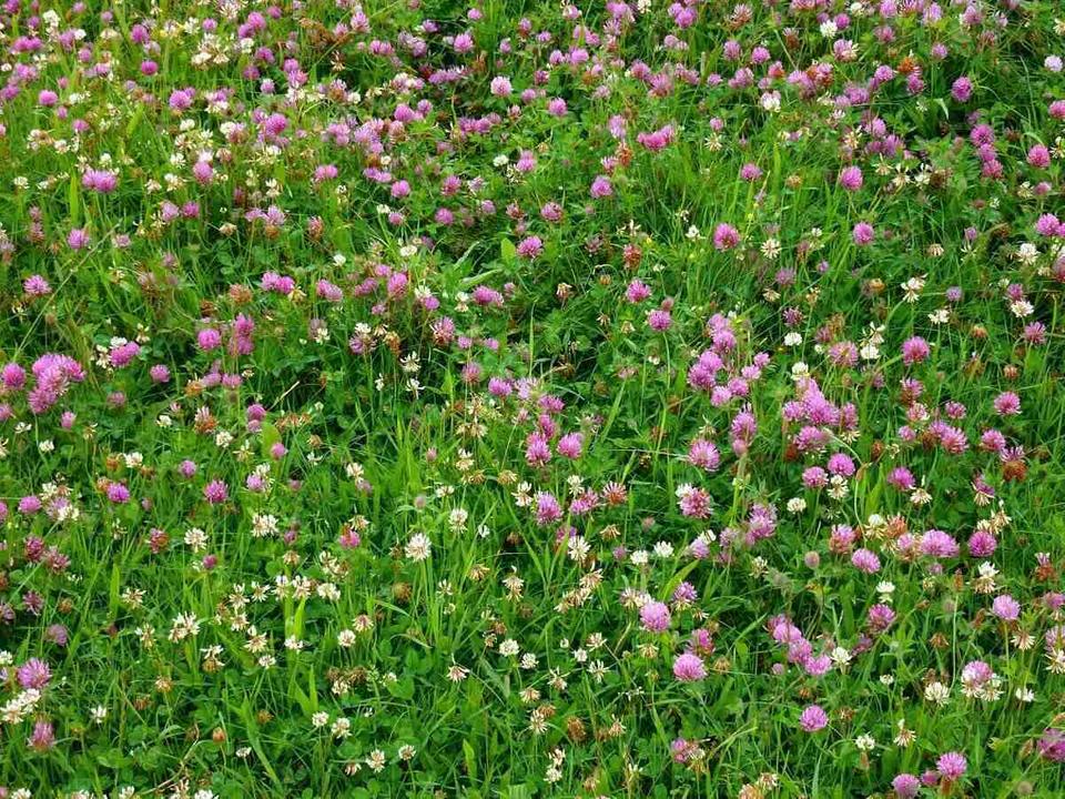 Low Grow™ No-Mow Lawn Mix – Clover & Low-Maintenance Grass Alternative | | Wiccan Center