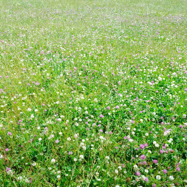 Low Grow™ No-Mow Lawn Mix – Clover & Low-Maintenance Grass Alternative | | Wiccan Center