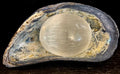 Selenite Palm Stone – 4cm (1.57") – Aura-Cleansing Crystal for Energy Healing & Clarity | | Wiccan Center