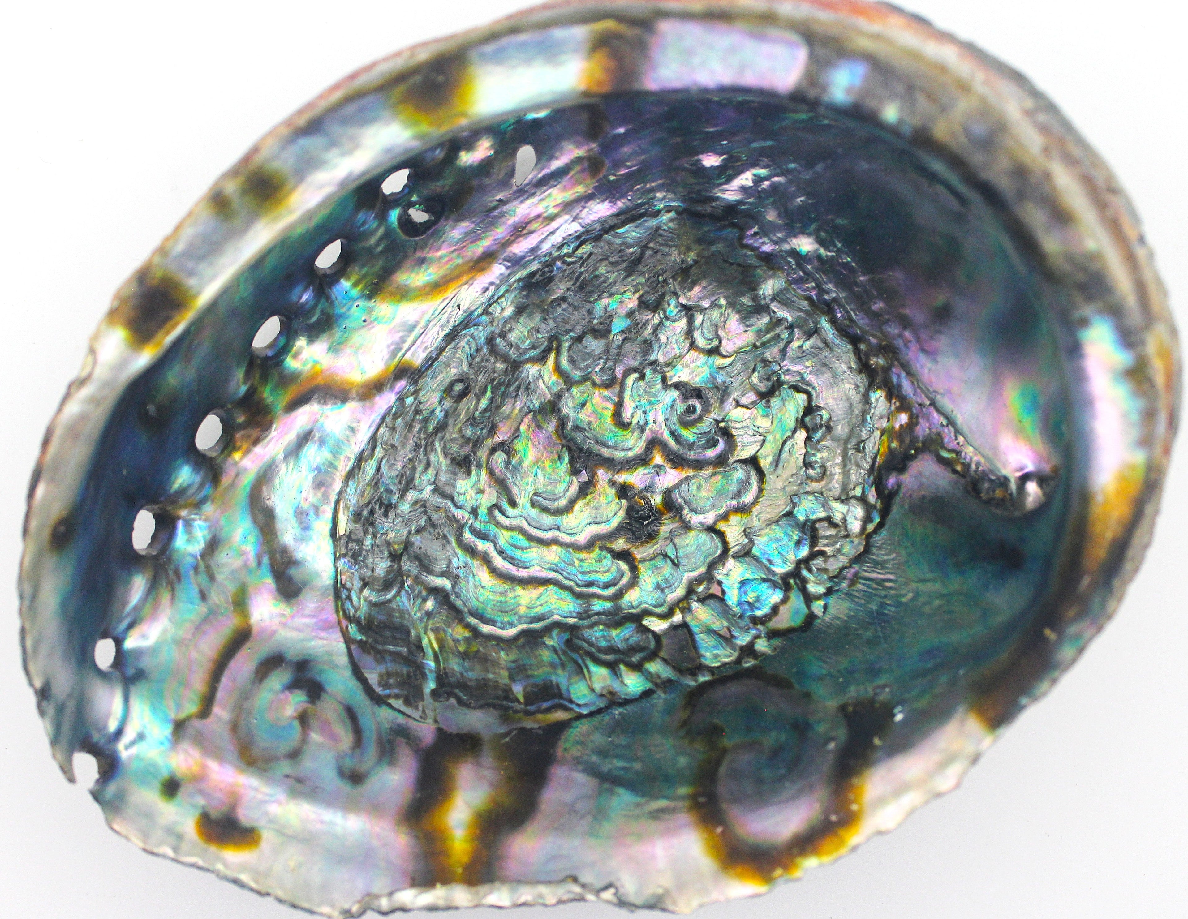 Abalone Shell | | Wiccan Center