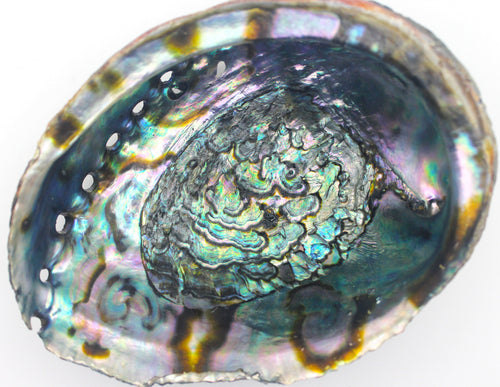 Abalone Shell | | Wiccan Center