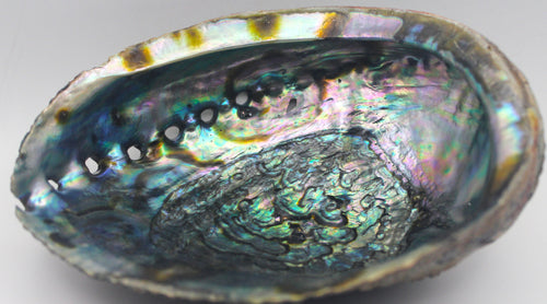 Abalone Shell | | Wiccan Center