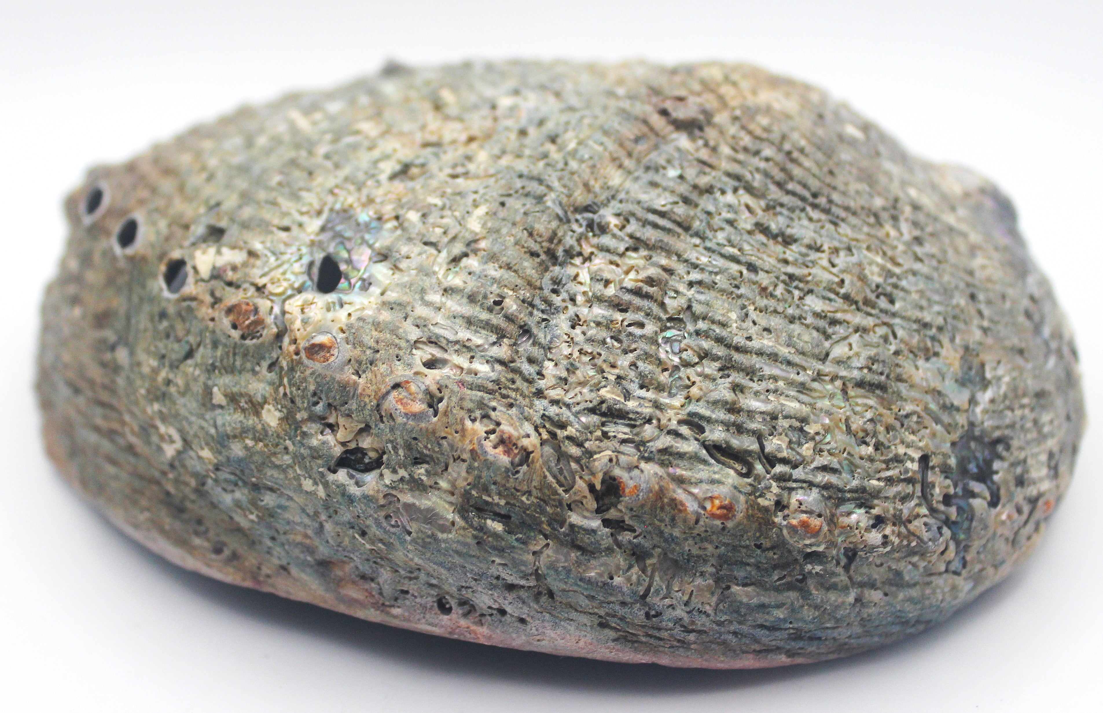 Abalone Shell | | Wiccan Center