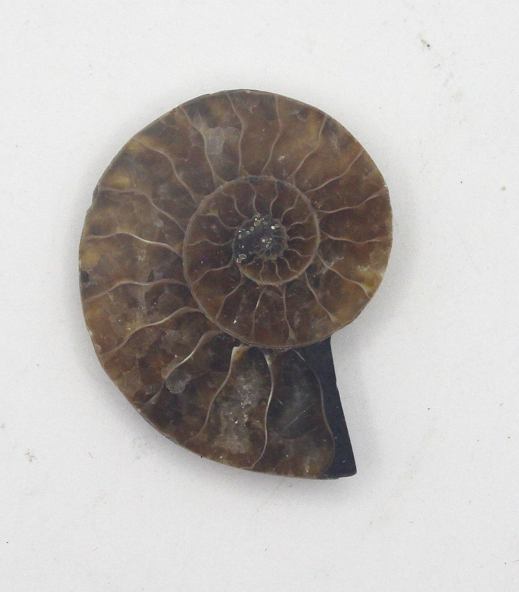 Ammonite | | Wiccan Center