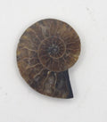 Ammonite | | Wiccan Center