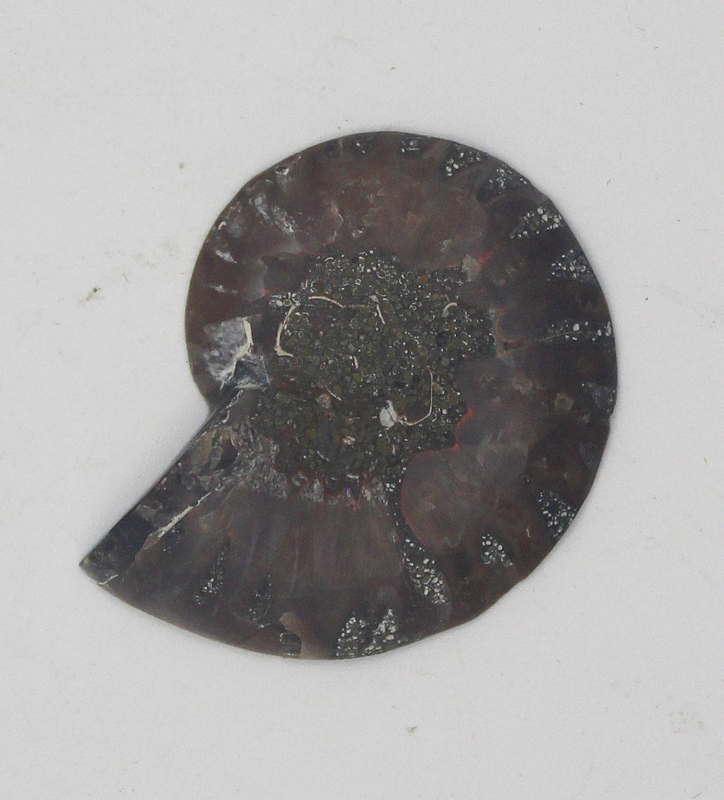 Ammonite | | Wiccan Center