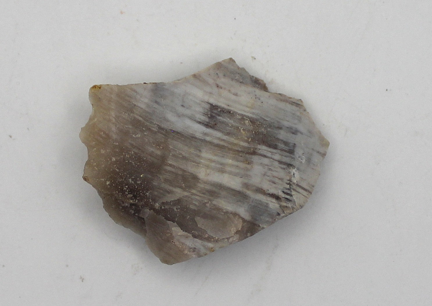 Raw Petrified Wood | | Wiccan Center