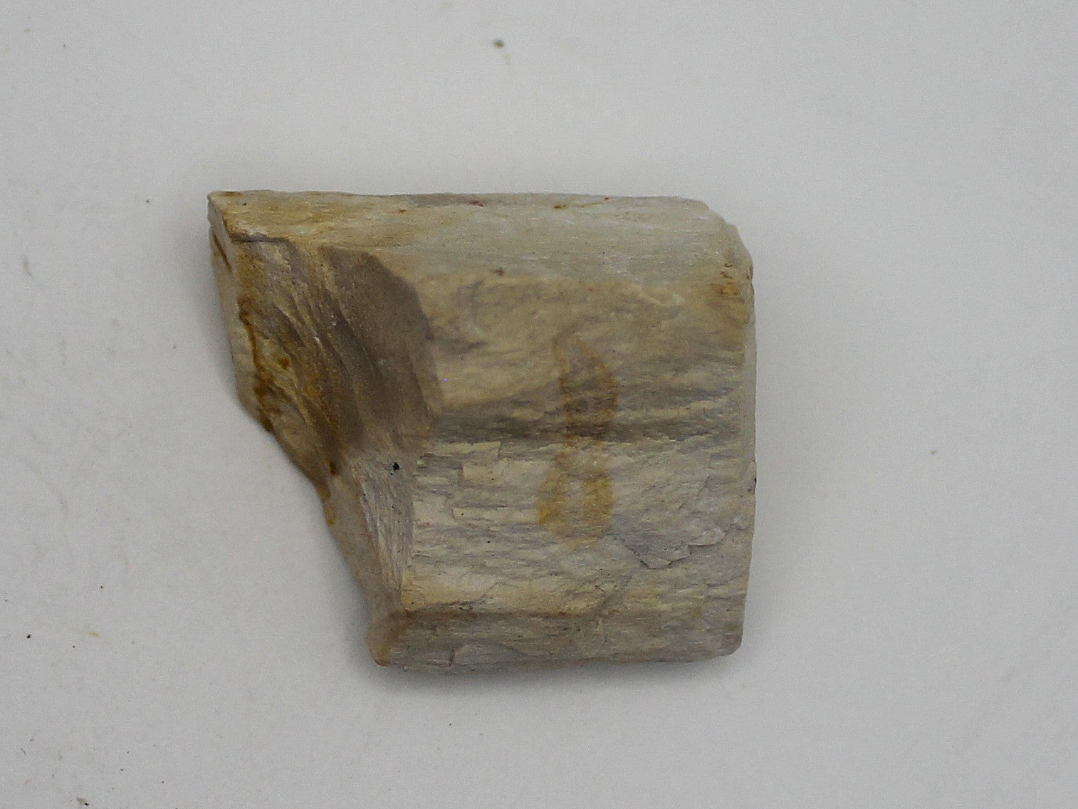 Raw Petrified Wood | | Wiccan Center