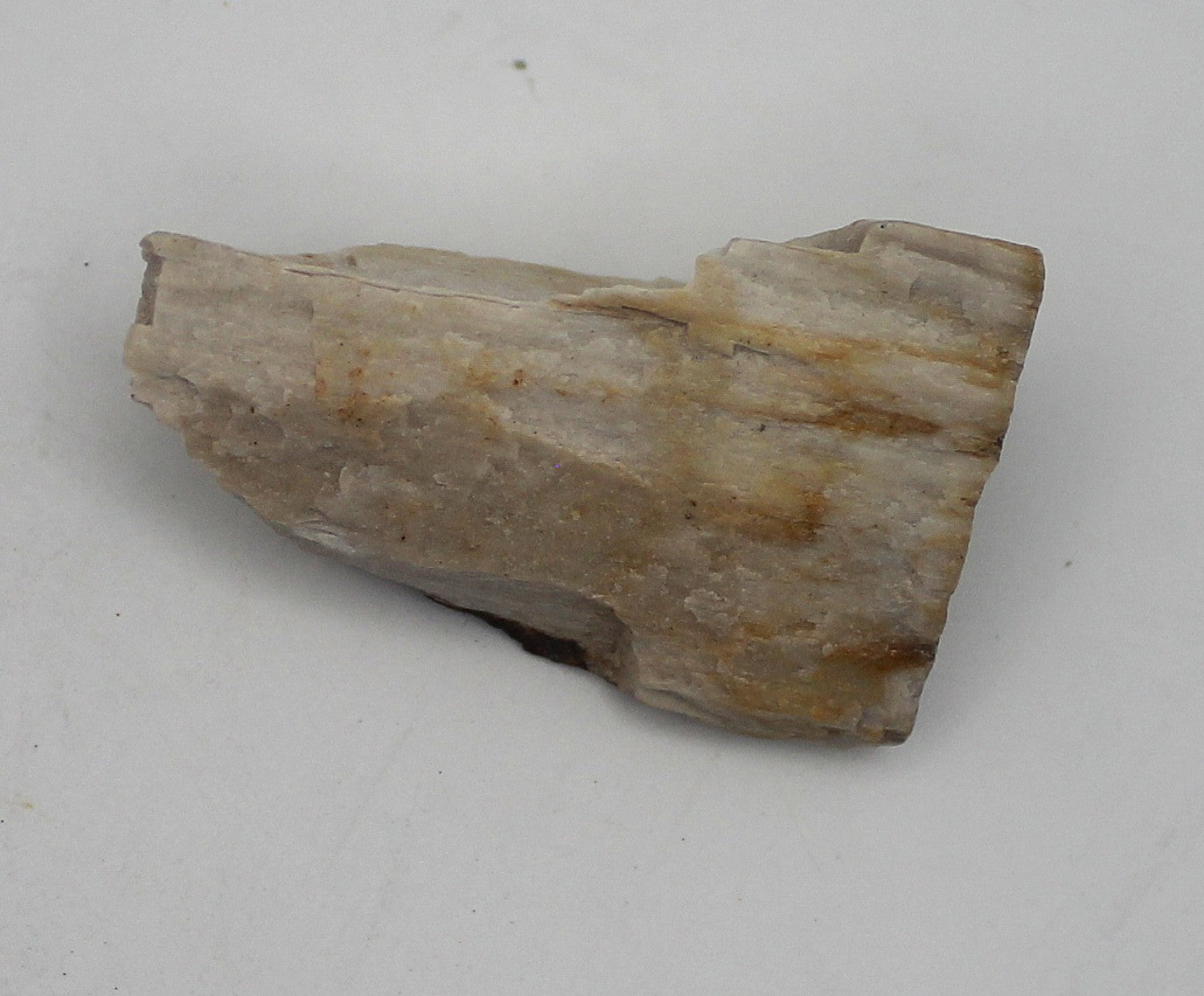Raw Petrified Wood | | Wiccan Center