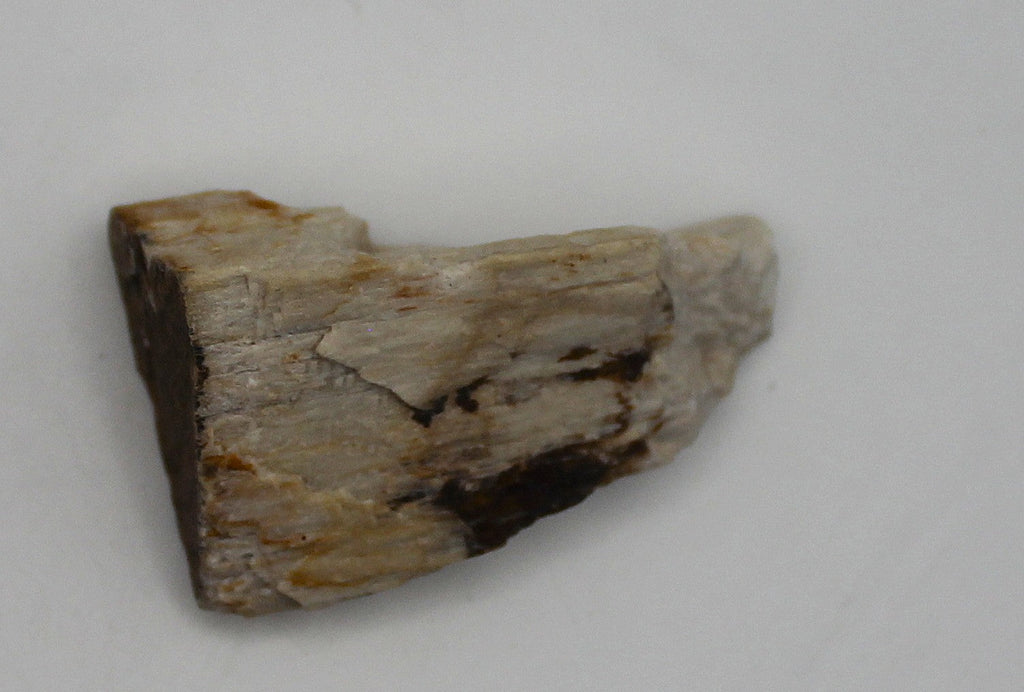 Raw Petrified Wood | | Wiccan Center