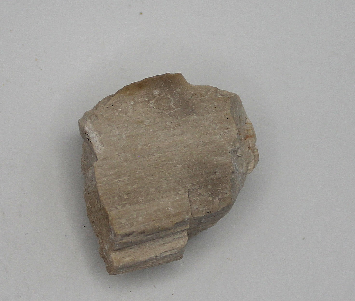 Raw Petrified Wood | | Wiccan Center