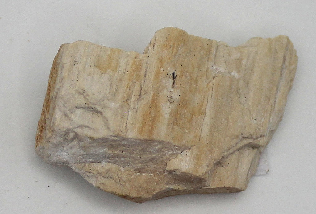Raw Petrified Wood | | Wiccan Center