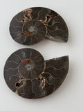 Ammonite Fossil Set | | Wiccan Center