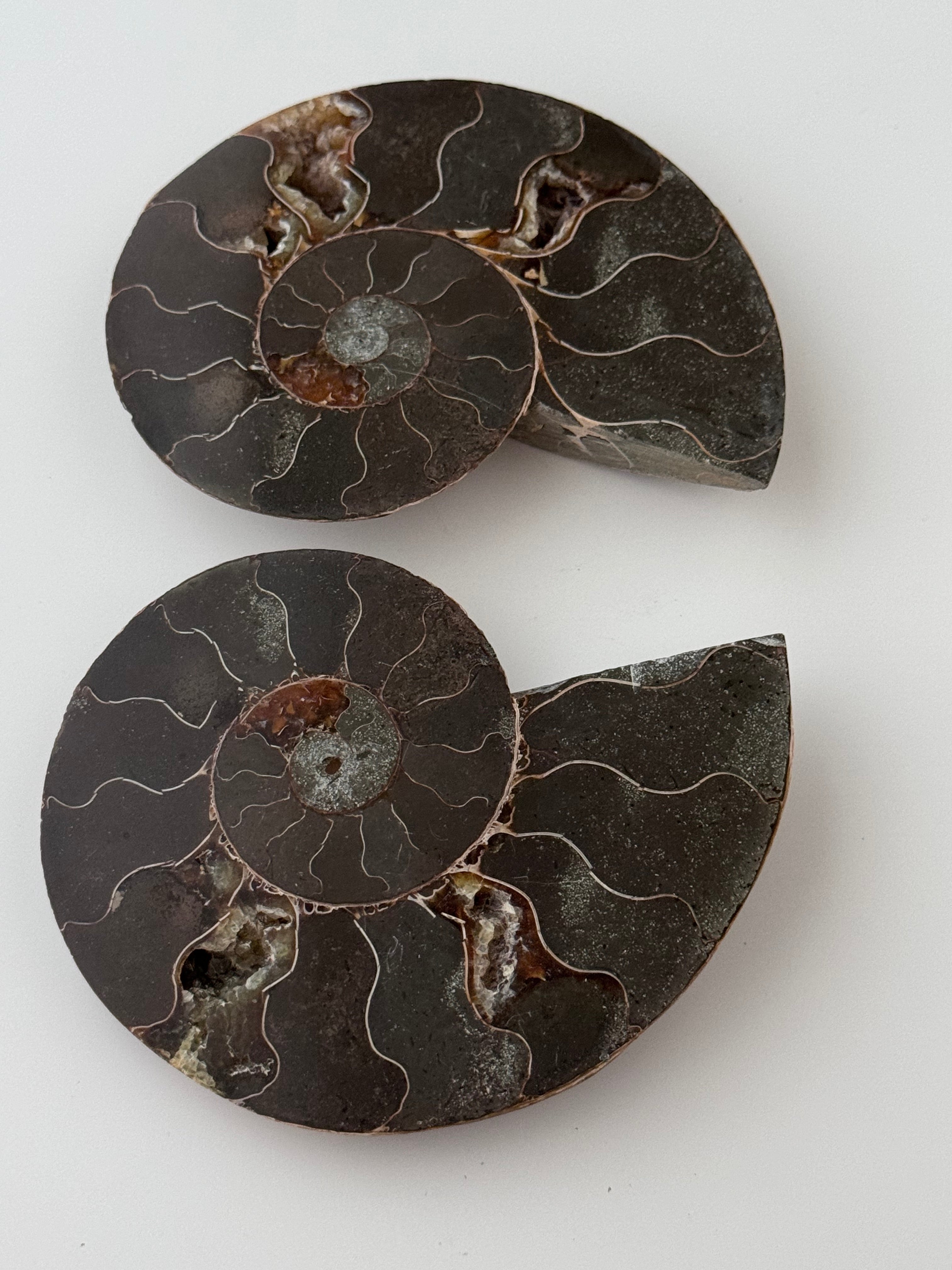 Ammonite Fossil Set | | Wiccan Center