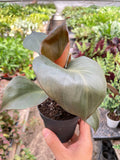 Philodendron Red Heart | Red Foliage Tropical Plant | House Plant Shop | Indoor Plants | Wiccan Center