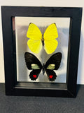 Butterflies in Shadowbox | | Wiccan Center