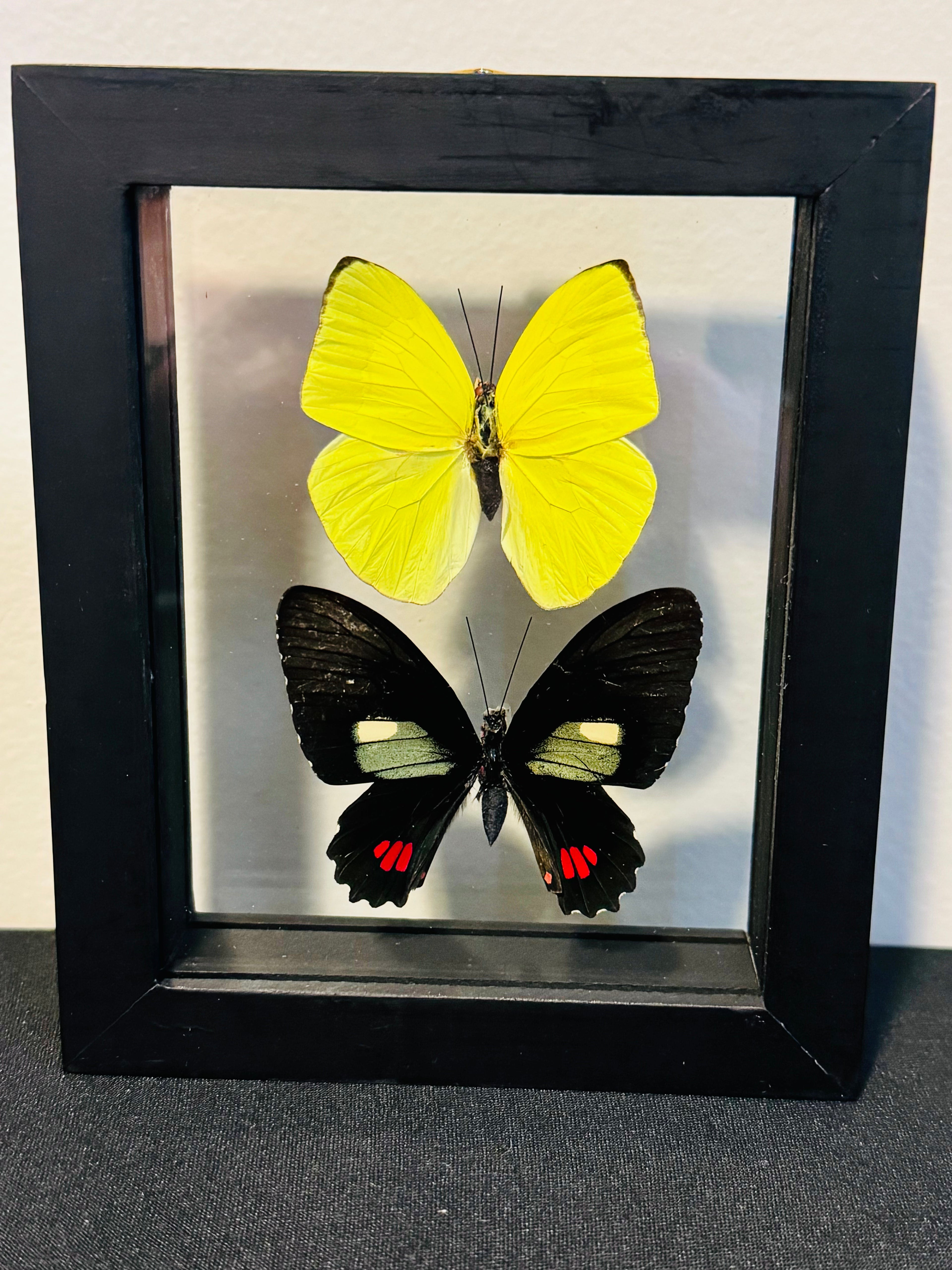 Butterflies in Shadowbox | | Wiccan Center