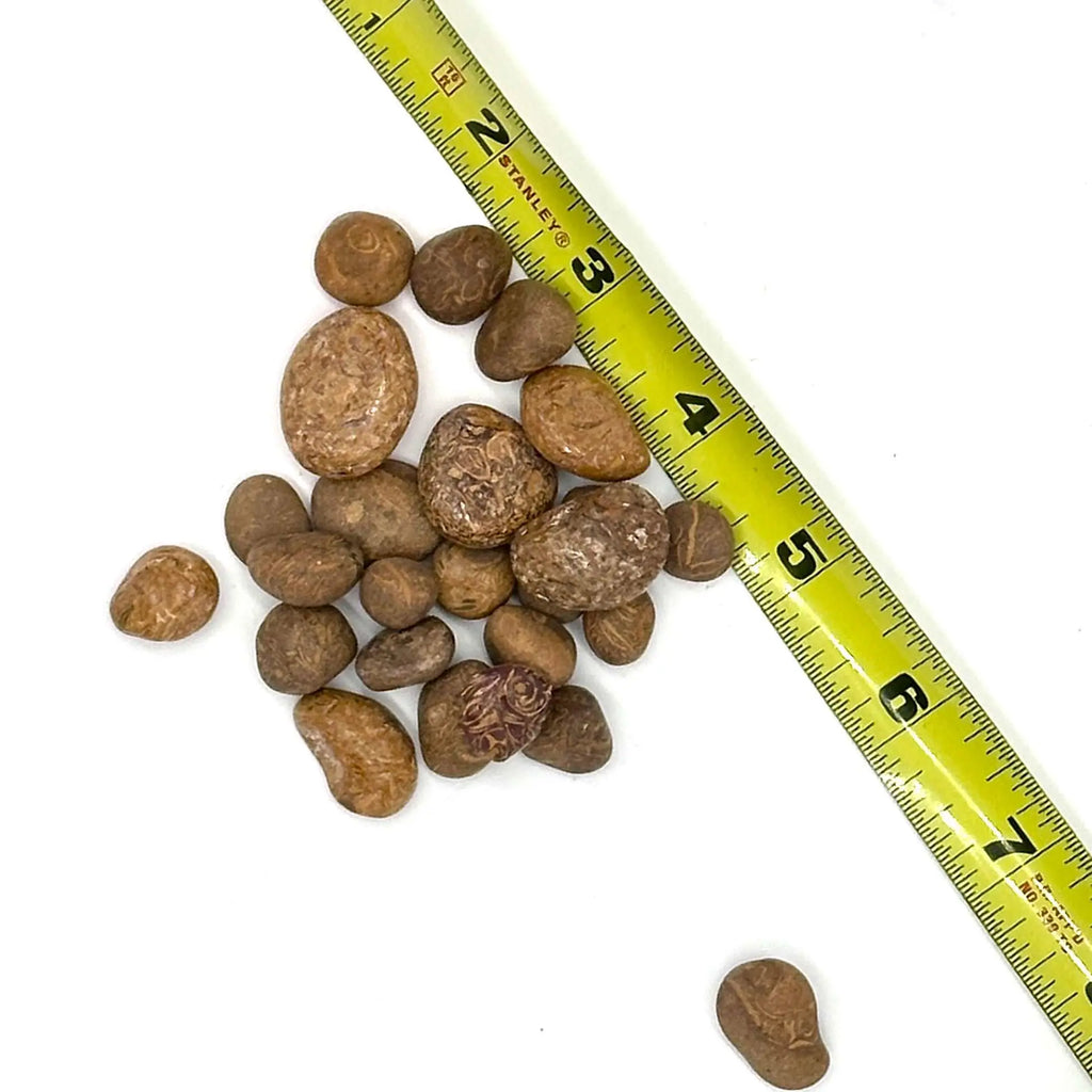 Mariam Jasper Tumbled Stone (Pebble Size): The Alchemist Stone | Tumbled Stones | Wiccan Center
