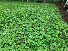 White Dutch Clover Alternative Lawn Seed | | Wiccan Center