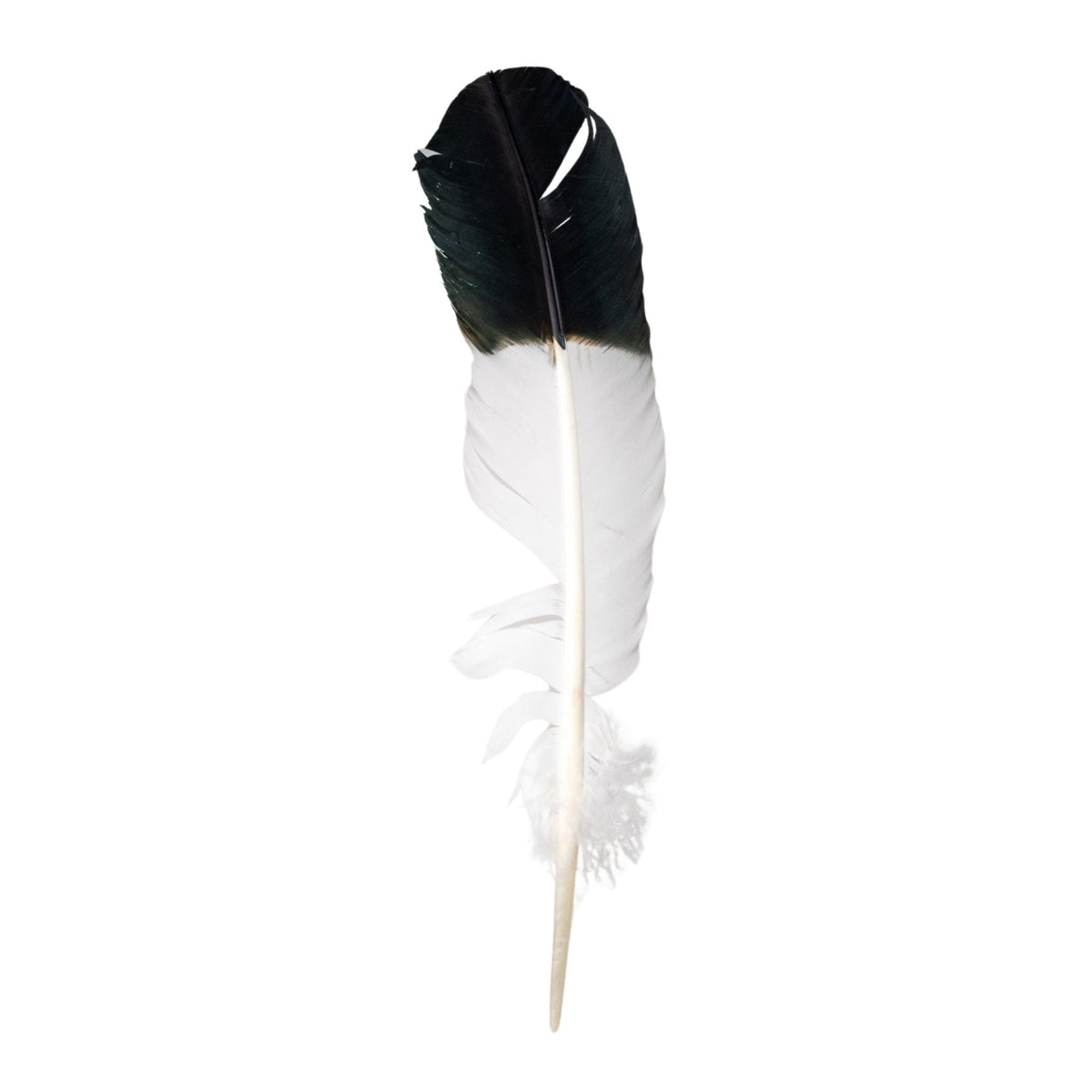 Imitation Eagle Feather | Religious Items | Wiccan Center