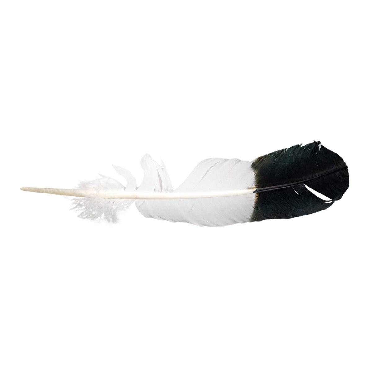 Imitation Eagle Feather | Religious Items | Wiccan Center