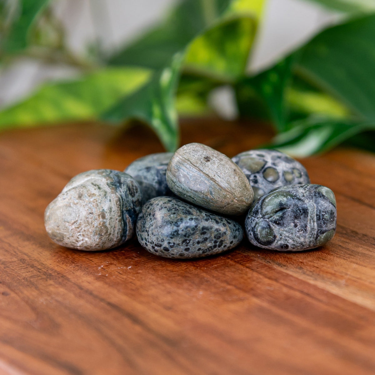 Kambaba Jasper Tumbled 1lb