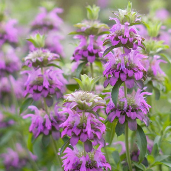 Western Wonders Native Wildflower Mix | | Wiccan Center