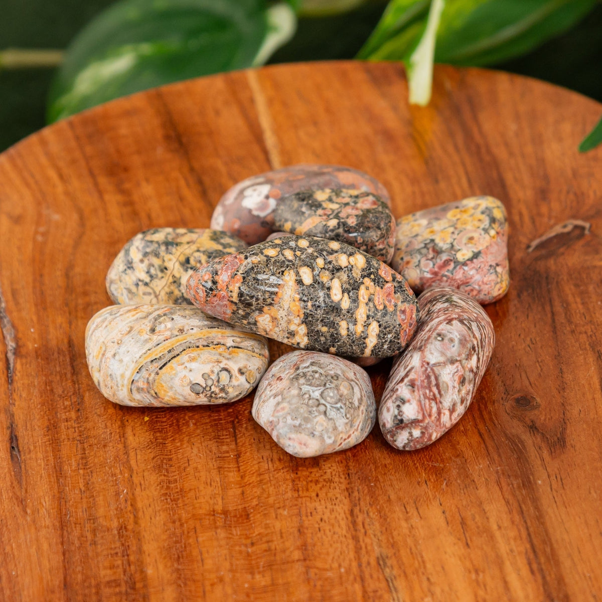 Leopardskin Jasper Tumbled 1lb | Religious Items | Wiccan Center