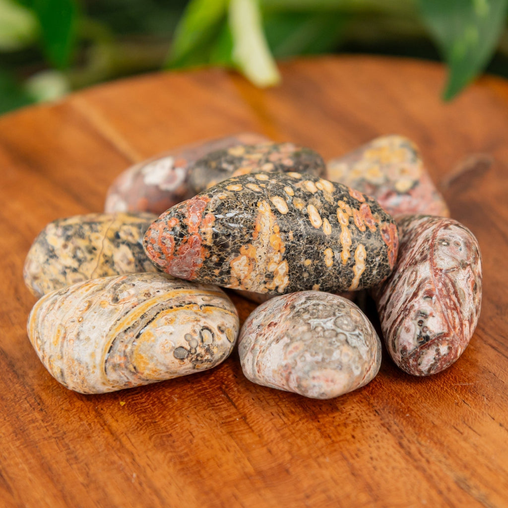 Leopardskin Jasper Tumbled 1lb | Religious Items | Wiccan Center
