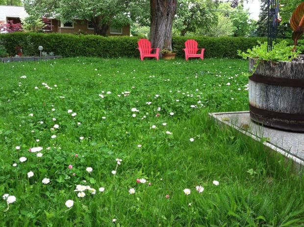 Low Grow™ No-Mow Lawn Mix – Clover & Low-Maintenance Grass Alternative | | Wiccan Center