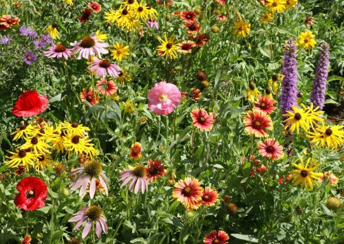 Midwest Native Wildflower Mix | | Wiccan Center