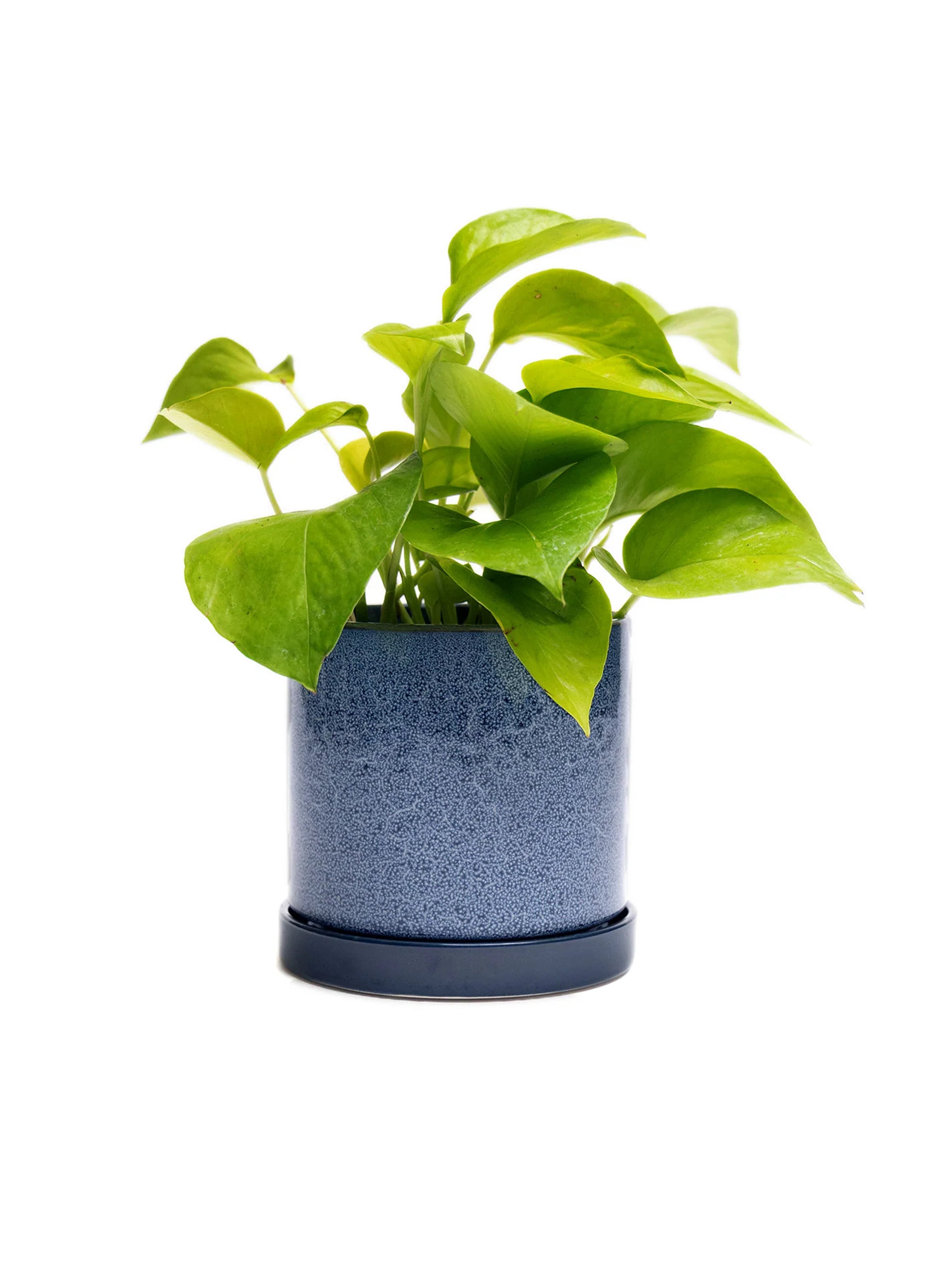 Cosmos Blue 3" Ceramic Plant Pot and Saucer | plant pot | Wiccan Center