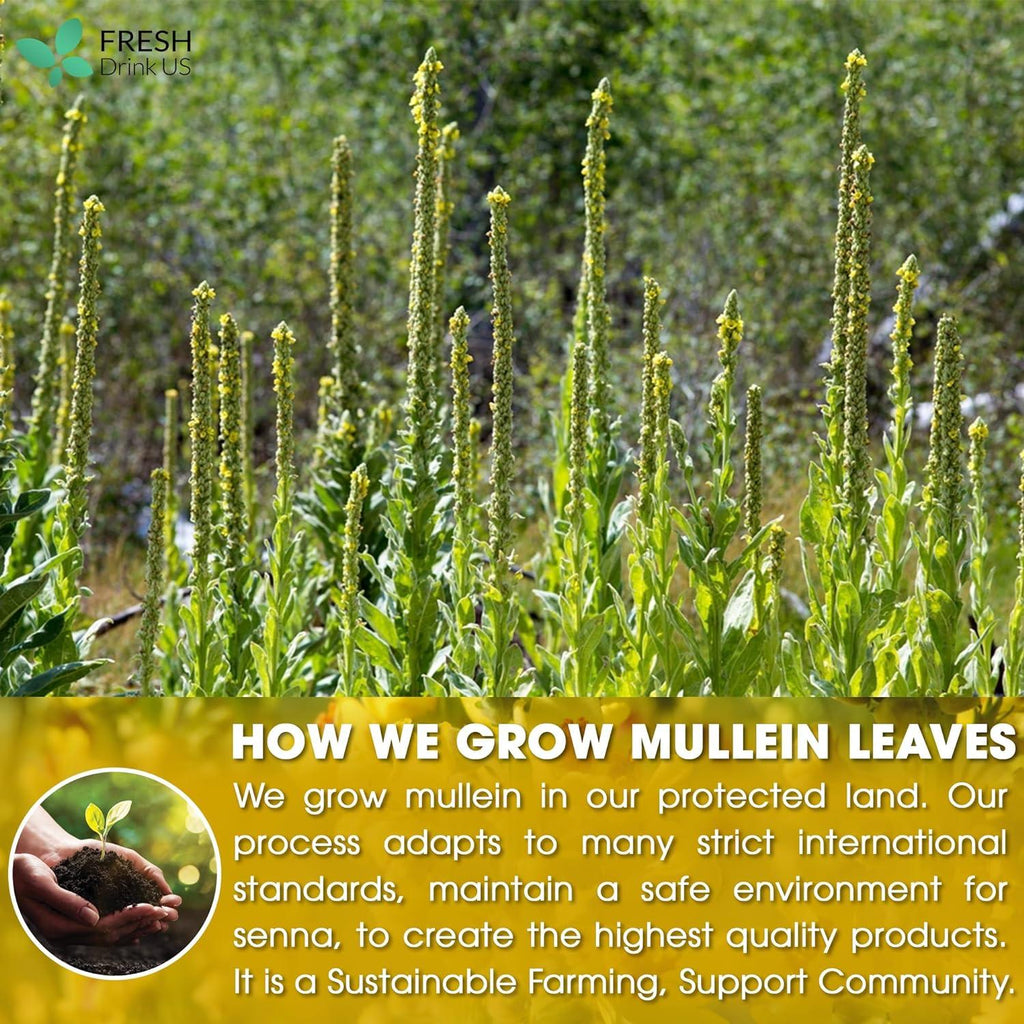 Mullein Leaf Tea Bags, 100% Natural & Pure from Mullein Leaves. Loose Leaf Mullein Herbal Tea. Made with Natural Material Tea Bags. No Sugar, No Caffeine, No Gluten, Vegan. | Tea | Wiccan Center