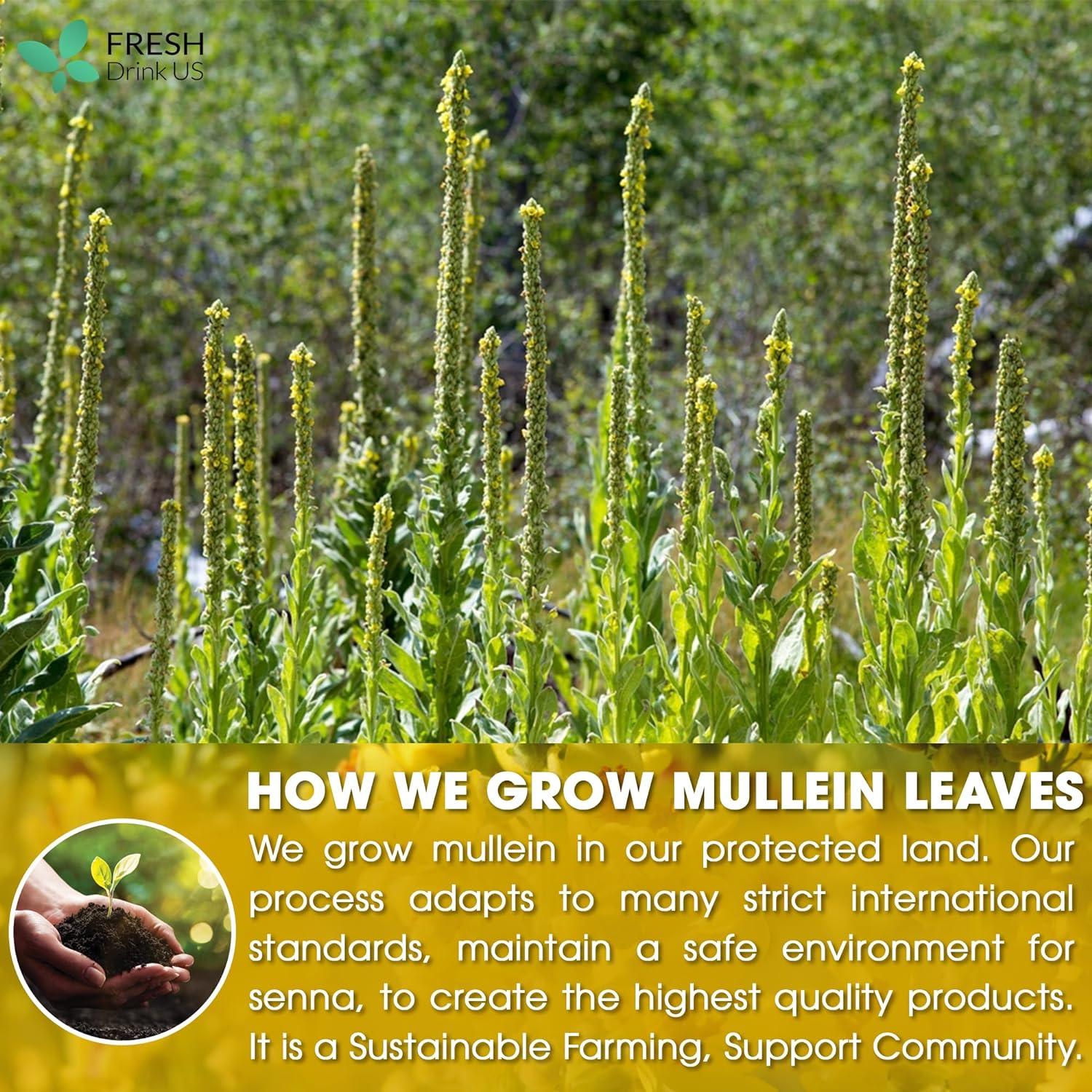Mullein Leaf Tea Bags, 100% Natural & Pure from Mullein Leaves. Loose Leaf Mullein Herbal Tea. Made with Natural Material Tea Bags. No Sugar, No Caffeine, No Gluten, Vegan. | Tea | Wiccan Center