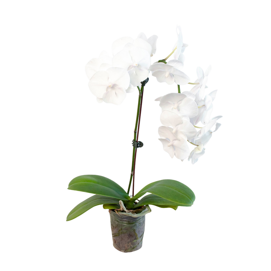 Orchid 'White Phalaenopsis' | | Wiccan Center
