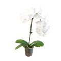 Orchid 'White Phalaenopsis' | | Wiccan Center
