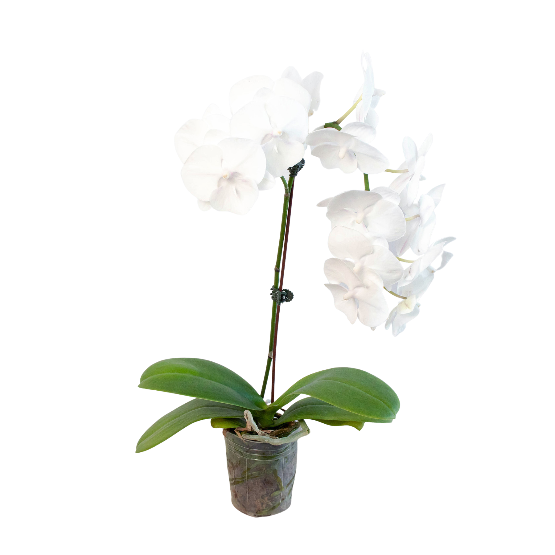Orchid 'White Phalaenopsis' | | Wiccan Center