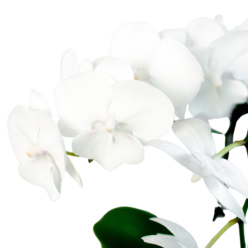 Orchid 'White Phalaenopsis' | | Wiccan Center